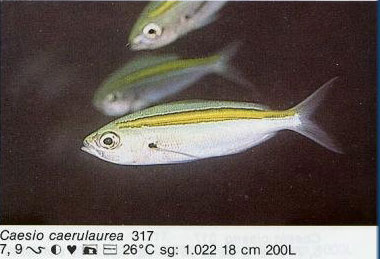 Caesio caerulaurea